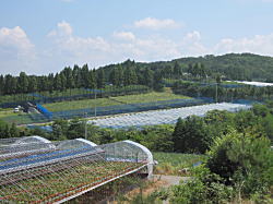 広島県三次ピオーネ生産団地の一角に【小さなくだもの畑】がある。