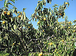 収穫期にはいっぱいの果実が実ります。伝統を引き継ぐ、原産・西条柿！