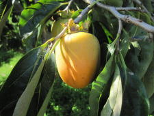 原産・西条柿　タンニンが多く渋みが強い・・・・加工すれば甘みが強い　最高級の柿に生まれ変わるのです